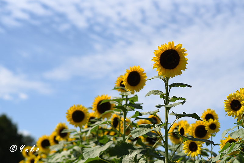 向日葵 2019 #1 / Sunflowers 2019 #1_e0400546_05240765.jpg