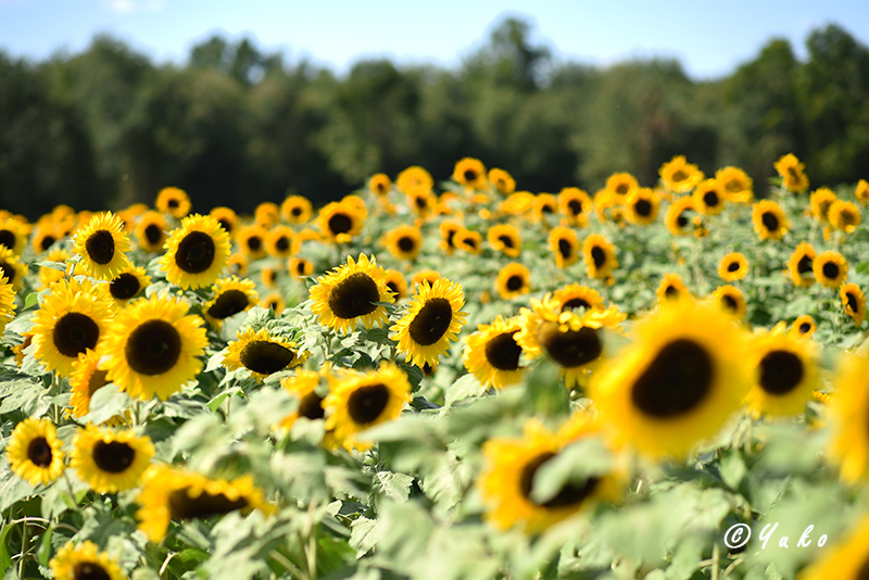 向日葵 2019 #1 / Sunflowers 2019 #1_e0400546_05251447.jpg