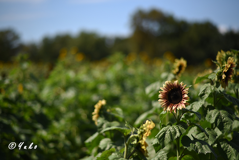 向日葵畑 2019 #2 / Sunflowers 2019 #2_e0400546_05281388.jpg