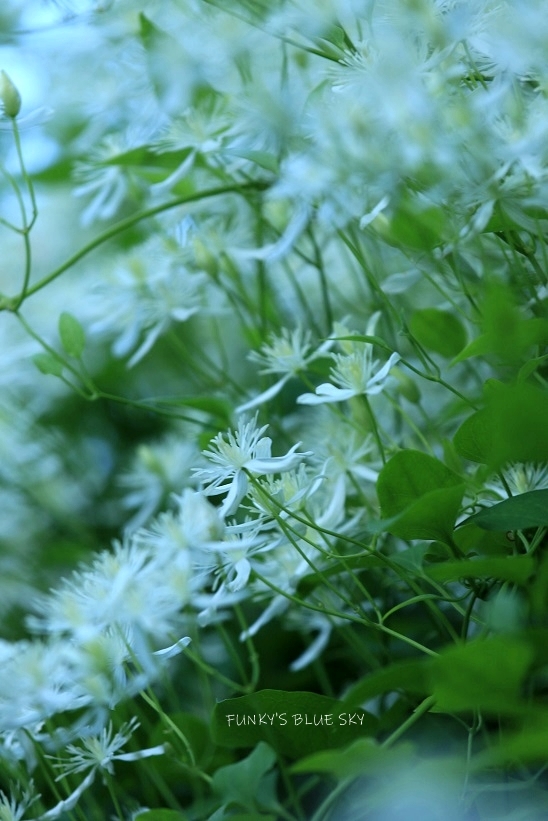 c0145250_09475779.jpg