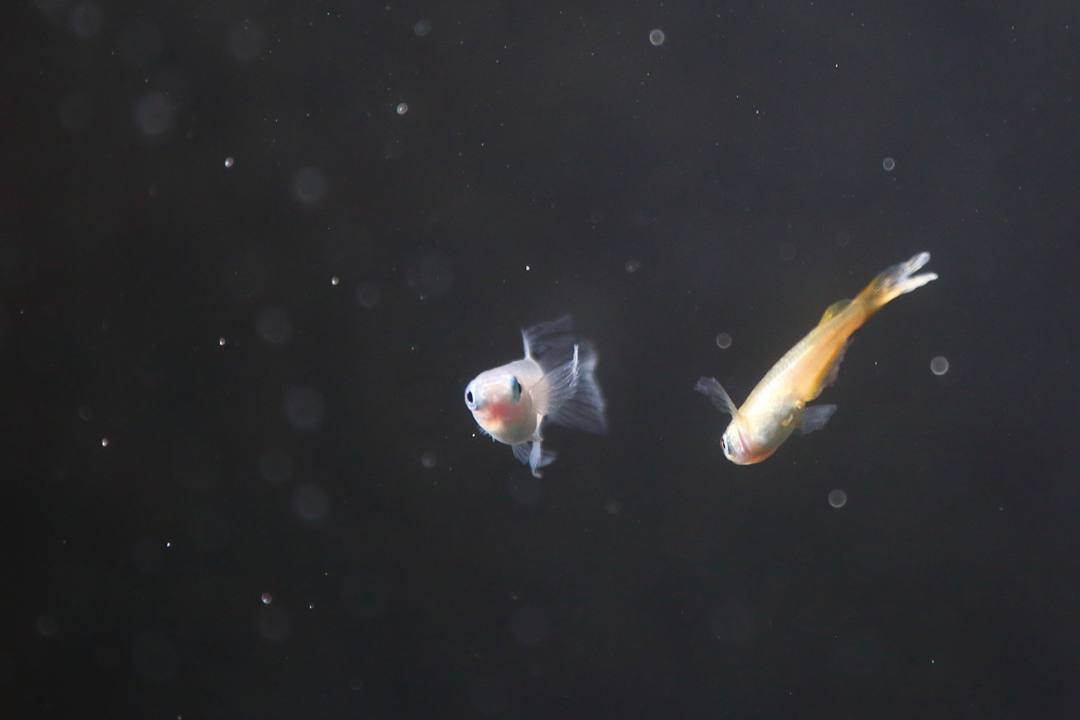 e0403850_09574006.jpg
