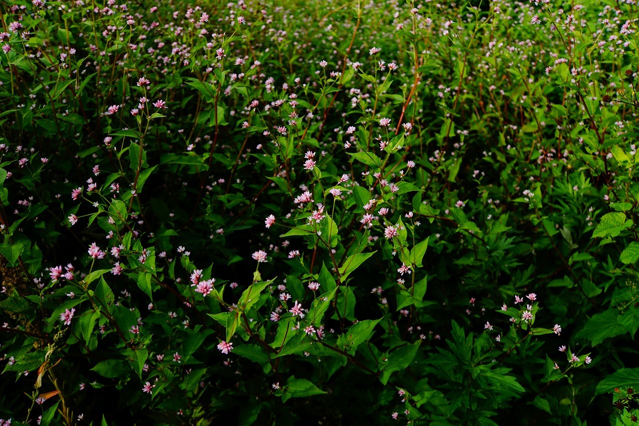 e0011951_19101609.jpg