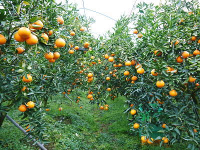究極の柑橘「せとか」　今年も惜しまぬ手間ひまと匠の技で、美しく、大きく、美味しく育てます！_a0254656_16464348.jpg