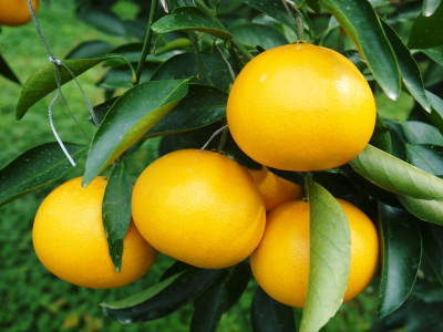 究極の柑橘「せとか」　今年も惜しまぬ手間ひまと匠の技で、美しく、大きく、美味しく育てます！_a0254656_17344820.jpg