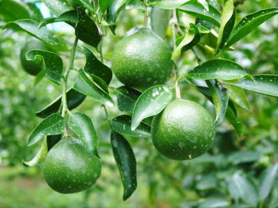 究極の柑橘「せとか」　部分的に摘果を遅らせ令和5年2月の収穫へ向け美しく、大きく、美味しく育てる匠の技_a0254656_17524029.jpg