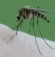 c0119160_20542265.png