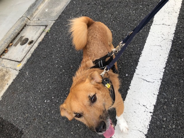 梨雄くんのお泊り(2019・9・15)_e0367571_21441906.jpg