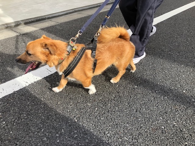 梨雄くんのお泊り(2019・9・15)_e0367571_21444316.jpg