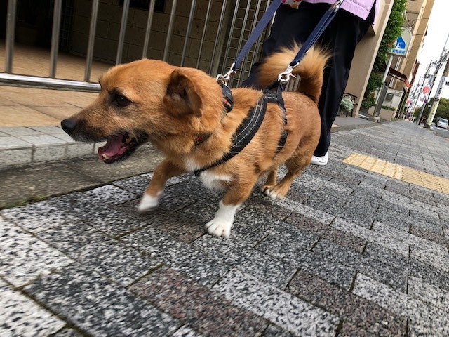 梨雄くんのお泊り(2019・9・15)_e0367571_21445902.jpg