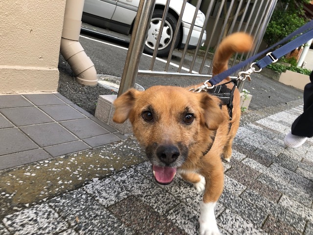 梨雄くんのお泊り(2019・9・15)_e0367571_21452530.jpg
