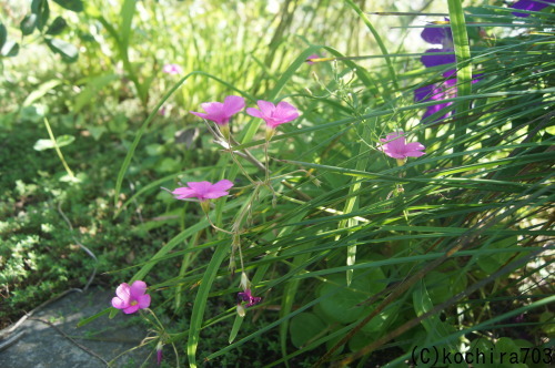 e0181373_21185703.jpg