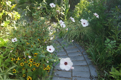 e0181373_21190233.jpg