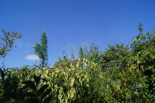 e0181373_21361595.jpg