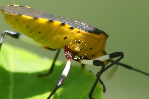 マユミにて キバラヘリカメムシ 野山の住認たち