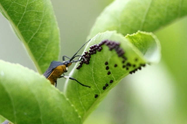 マユミにて キバラヘリカメムシ 野山の住認たち