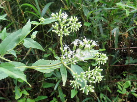 f0083977_06402708.jpg