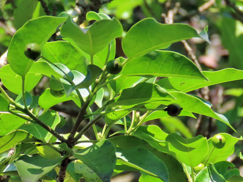 f0083977_06514003.jpg