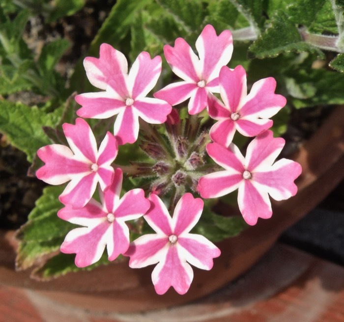 複色のバーベナ ビジョザクラ 楽餓鬼