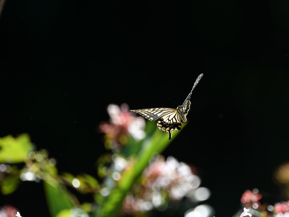 a0143491_02183691.jpg