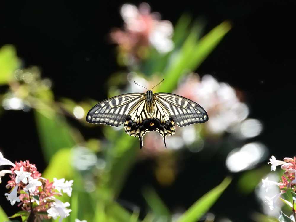 a0143491_02185600.jpg