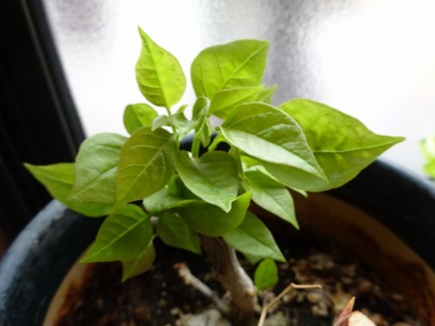 c0322794_23405399.jpg