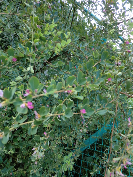 f0173908_15490192.jpg