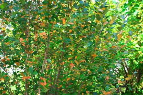 a0263109_20294144.jpg