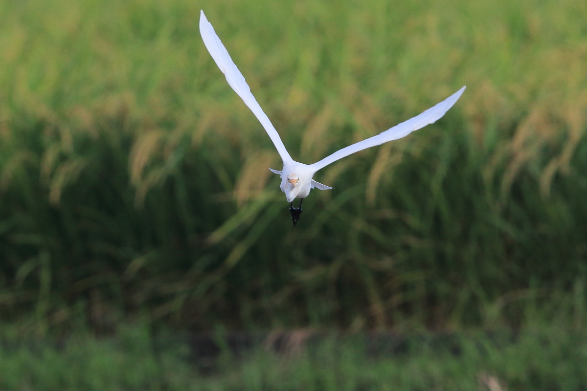 アマサギ ① 秋の出会い_f0369315_10541850.jpg