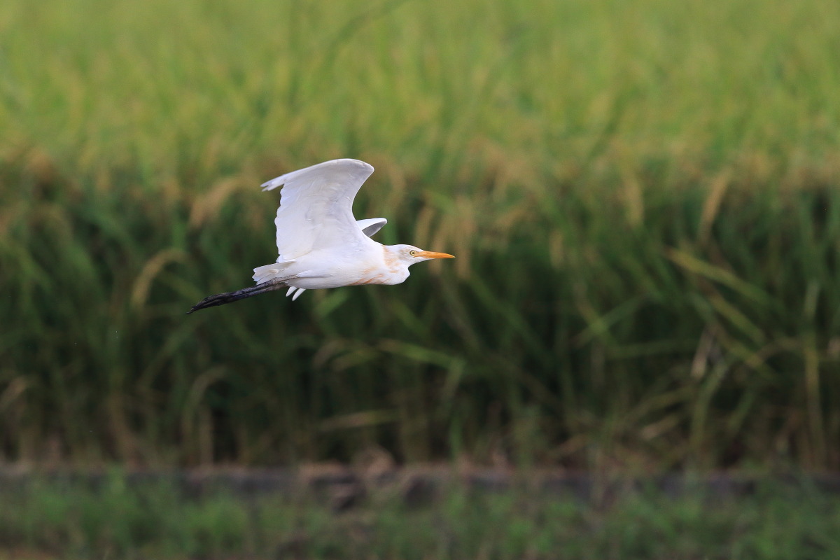 アマサギ ① 秋の出会い_f0369315_10541998.jpg