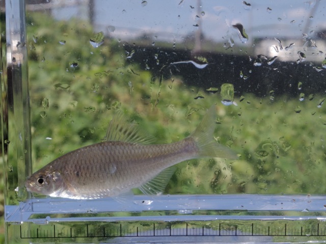 今年最初のタナゴ釣り。_f0217617_15221151.jpg