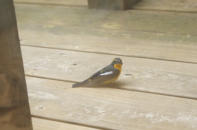 山小屋じまい。〜野鳥の脳しんとうとアナベルの挿し木〜_d0348118_15334982.jpeg