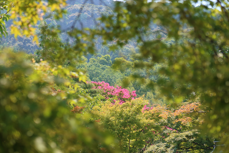 京の夏の旅2019 －茶菓円山－ _b0169330_14382153.jpg