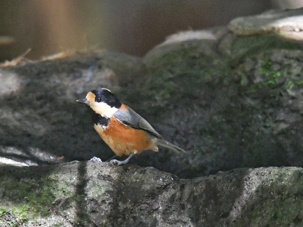f0340732_17480293.jpg