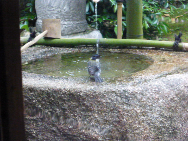 水ノ雅 KYOTO FUSHIMI　導かれし伏見の新星_d0106134_17155711.jpg