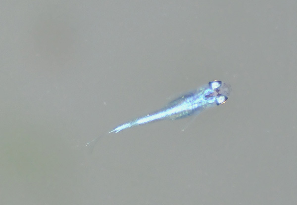 e0097534_17122305.jpg