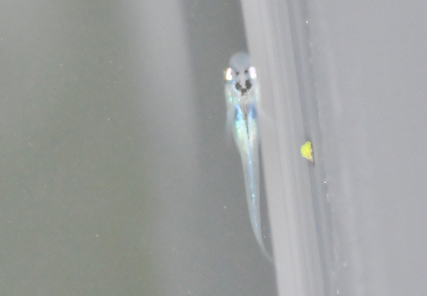 e0097534_17123379.jpg