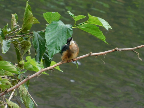 c0338136_21334551.jpg