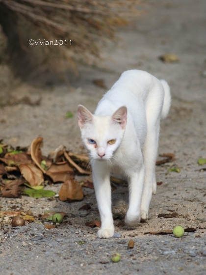 沖縄 出会った生き物たち ~野鳥と猫と蝶々と~_e0227942_21341589.jpg