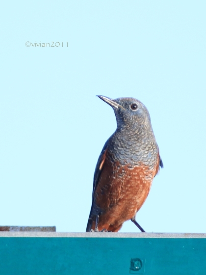 沖縄 出会った生き物たち ~野鳥と猫と蝶々と~_e0227942_21353302.jpg