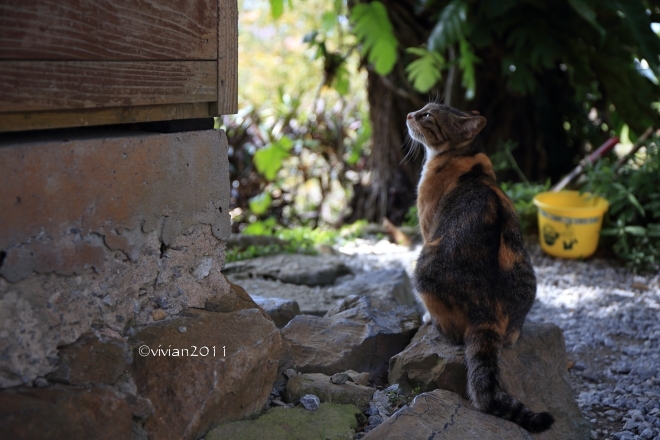 沖縄 出会った生き物たち ~野鳥と猫と蝶々と~_e0227942_22193976.jpg