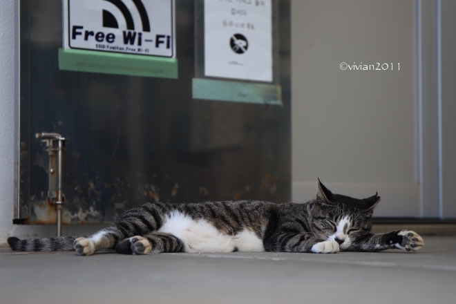 沖縄 出会った生き物たち ~野鳥と猫と蝶々と~_e0227942_22213432.jpg