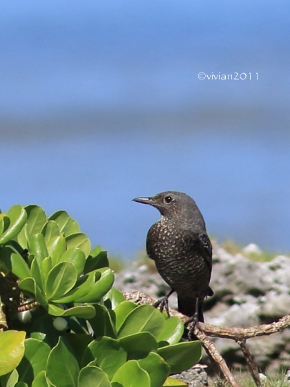 沖縄 出会った生き物たち ~野鳥と猫と蝶々と~_e0227942_22224289.jpg