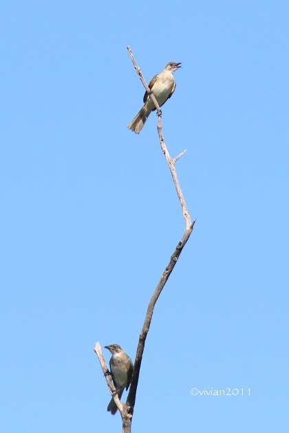 沖縄 出会った生き物たち ~野鳥と猫と蝶々と~_e0227942_22365961.jpg