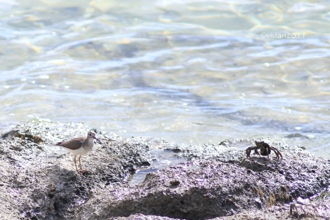 沖縄 出会った生き物たち ~野鳥と猫と蝶々と~_e0227942_22375732.jpg