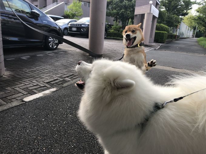 2019年9月前半 インスタ写真集 その1_f0128542_14523619.jpg