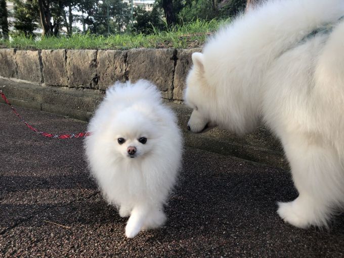 2019年9月前半 インスタ写真集 その1_f0128542_14534593.jpg