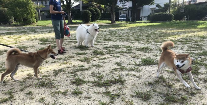 2019年9月前半 インスタ写真集 その1_f0128542_15094369.jpg