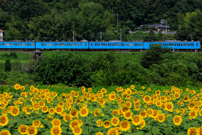 夏の花畑19 五條上野のひまわり畑 花景色 K W C Photoblog