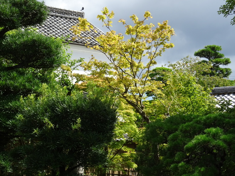 9月の菊屋家住宅_f0101949_13441711.jpg