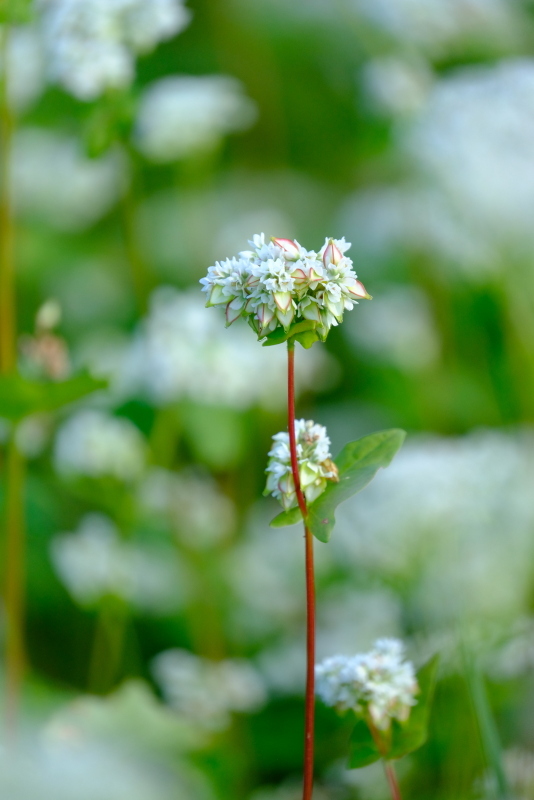 蕎麦の花　咲いた。_c0272958_19141494.jpg